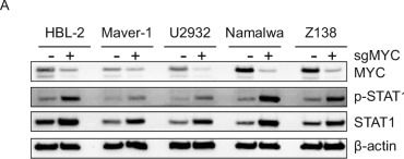 Fig.3.A showing Western Blotting in a Homo sapiens (Human) sample from the publication: Synthetic lethality of MCL-1 inhibition and CAR-T therapy in aggressive B-cell lymphoma.