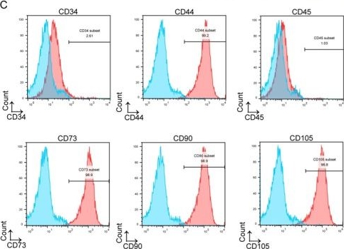 Fig.1.C showing Flow cytometry/Cell sorting in a Mus musculus (House mouse) sample from the publication: DeSUMOylation of IGF2BP2 Promotes Neuronal Differentiation of OM-MSCs by Stabilizing SOX11 to Ameliorate Brain Injury After Intracerebral Hemorrhage.