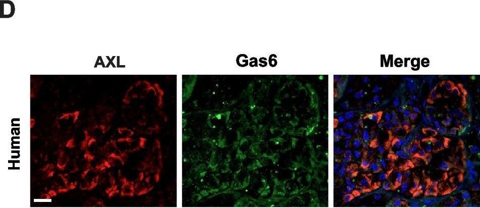 Fig.1.D showing Immunohistochemistry-immunofluorescence in a Mus musculus (House mouse) sample from the publication: AXL receptor tyrosine kinase modulates gonadotropin-releasing hormone receptor signaling.