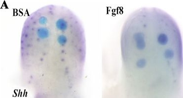 Fig.4.A from the publication: Fgf8/18 antagonizes Shh expression in lingual ventral-dorsal patterning.