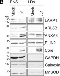Proximity labeling of host factor ANXA3 in HCV infection reveals a novel LARP1 function in viral entry.