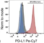 Fig.2.F showing Flow cytometry/Cell sorting in a Homo sapiens (Human) sample from the publication: Protecting Stem Cell Derived Pancreatic Beta-Like Cells From Diabetogenic T Cell Recognition.