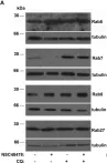 Fig.4.A showing Western Blotting from the publication: Activation of Non-Canonical Autophagic Pathway through Inhibition of Non-Integrin Laminin Receptor in Neuronal Cells.