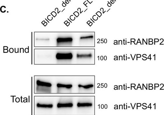 Fig.2.C showing Western Blotting in a Homo sapiens (Human) sample from the publication: Dominant spinal muscular atrophy linked mutations in the cargo binding domain of BICD2 result in altered interactomes and dynein hyperactivity.