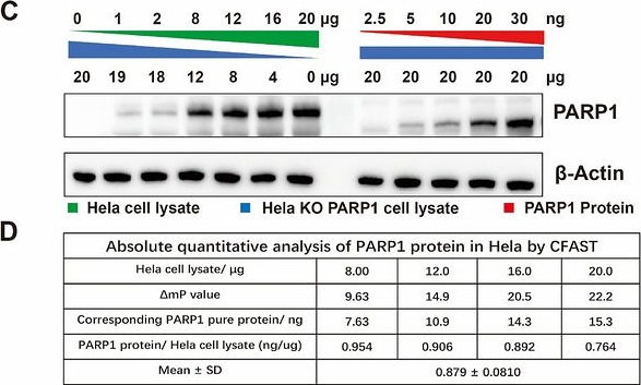 Fig.3.C showing Western Blotting from the publication: Versatile Detection of Cellular Protein via Fluorescence Anisotropy.