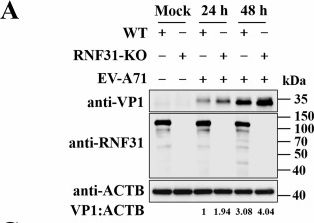 Fig.3.A showing Western Blotting in a Homo sapiens (Human) sample from the publication: RNF31 restricts EV-A71 replication through innate immune activation and VP4 degradation, and is antagonized by viral 3C proteases.