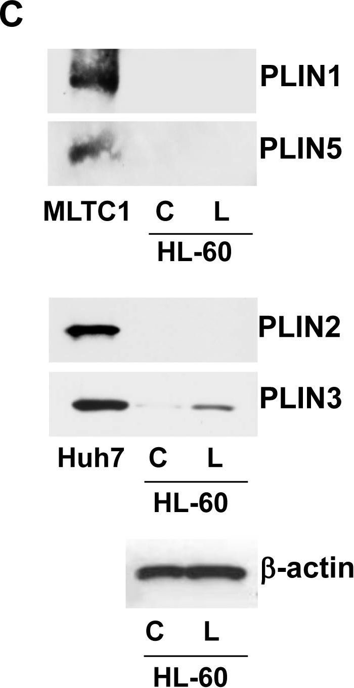 Crucial role of perilipin-3 (TIP47) in formation of lipid droplets and PGE2 production in HL-60-derived neutrophils.