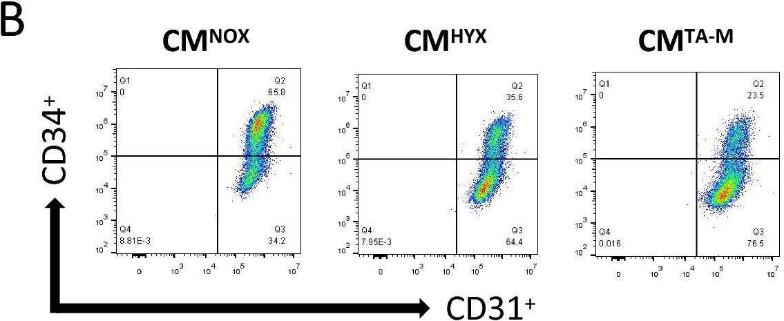 Fig.2.B showing Flow cytometry/Cell sorting in a Mus musculus (House mouse) sample from the publication: Macrophage extracellular vesicle-packaged miR-23a-3p impairs maintenance and angiogenic capacity of human endothelial progenitor cells in neonatal hyperoxia-induced lung injury.