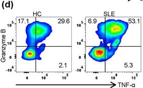 Fig.1.D showing Flow cytometry/Cell sorting in a Homo sapiens (Human) sample from the publication: Extracellular Vesicles Derived From Streptococcus anginosus Aggravate Lupus Nephritis by Triggering TLR2-MyD88-NF-κB Signalling in NK Cells.