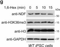Fig.7.G showing Western Blotting from the publication: Phase-separated NDF-FACT condensates facilitate transcription elongation on chromatin.