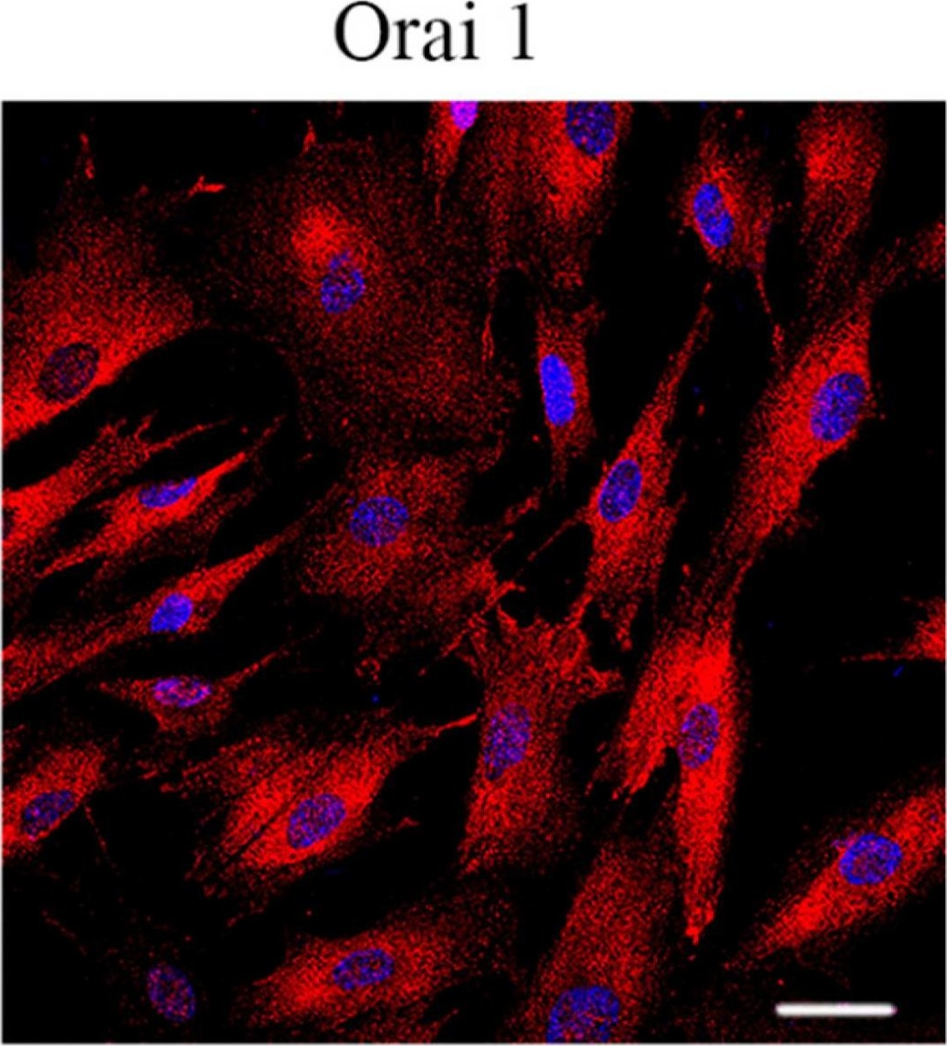 Fig.3.B showing Immunocytochemistry-immunofluorescence in a Homo sapiens (Human) sample from the publication: Store-Operated Ca2+ Entry Contributes to Piezo1-Induced Ca2+ Increase in Human Endometrial Stem Cells.