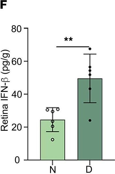 Fig.2.F showing Enzyme-linked immunosorbent assay in a Mus musculus (House mouse) sample from the publication: Activated cGAS/STING signaling elicits endothelial cell senescence in early diabetic retinopathy.
