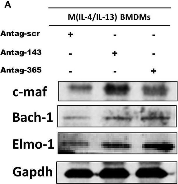 Fig.6.A showing Western Blotting from the publication: Differential Targeting of c-Maf, Bach-1, and Elmo-1 by microRNA-143 and microRNA-365 Promotes the Intracellular Growth of Mycobacterium tuberculosis in Alternatively IL-4/IL-13 Activated Macrophages.