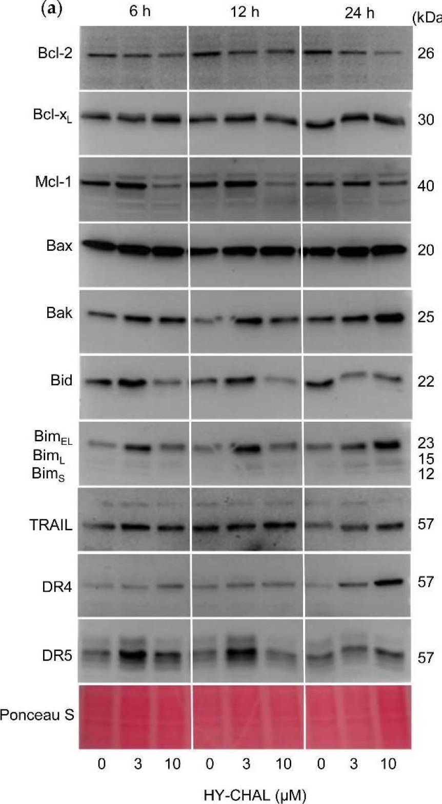 Fig.4.A showing Western Blotting in a Homo sapiens (Human) sample from the publication: Apoptosis Pathways Triggered by a Potent Antiproliferative Hybrid Chalcone on Human Melanoma Cells.