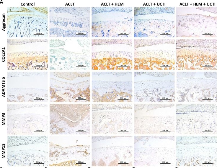 Fig.7.A showing Immunohistochemistry in a Rattus norvegicus (Rat) sample from the publication: Efficacy of Combined Hericium erinaceus Mycelium and Undenatured Type II Collagen in Reducing Osteoarthritis Progression in a Preclinical Animal Model.