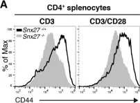 Fig.5.A showing Flow cytometry/Cell sorting in a Mus musculus (House mouse) sample from the publication: SNX27 links DGKζ to the control of transcriptional and metabolic programs in T lymphocytes.