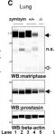 Fig.4.C showing Simple Western - Size in a Mus musculus (House mouse) sample from the publication: Matriptase zymogen supports epithelial development, homeostasis and regeneration.