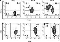 Fig.5.A showing Flow cytometry/Cell sorting in a Homo sapiens (Human) sample from the publication: Human Peripheral CD4(+) Vδ1(+) γδT Cells Can Develop into αβT Cells.