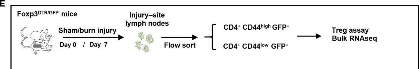 Fig.1.E from the publication: Distinct Injury Responsive Regulatory T Cells Identified by Multi-Dimensional Phenotyping.