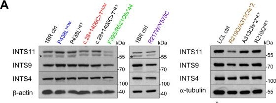 Fig.3.A showing Western Blotting in a Homo sapiens (Human) sample from the publication: Unprocessed U1 snRNAs as a biomarker of INTS11- and BRAT1-related neurodevelopmental disorders.