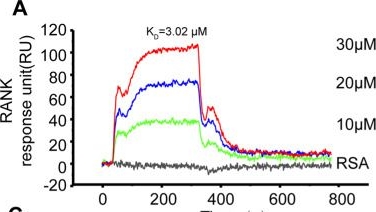 Fig.3.A showing Flow cytometry/Cell sorting from the publication: Age-related accumulation of advanced oxidation protein products promotes osteoclastogenesis through disruption of redox homeostasis.