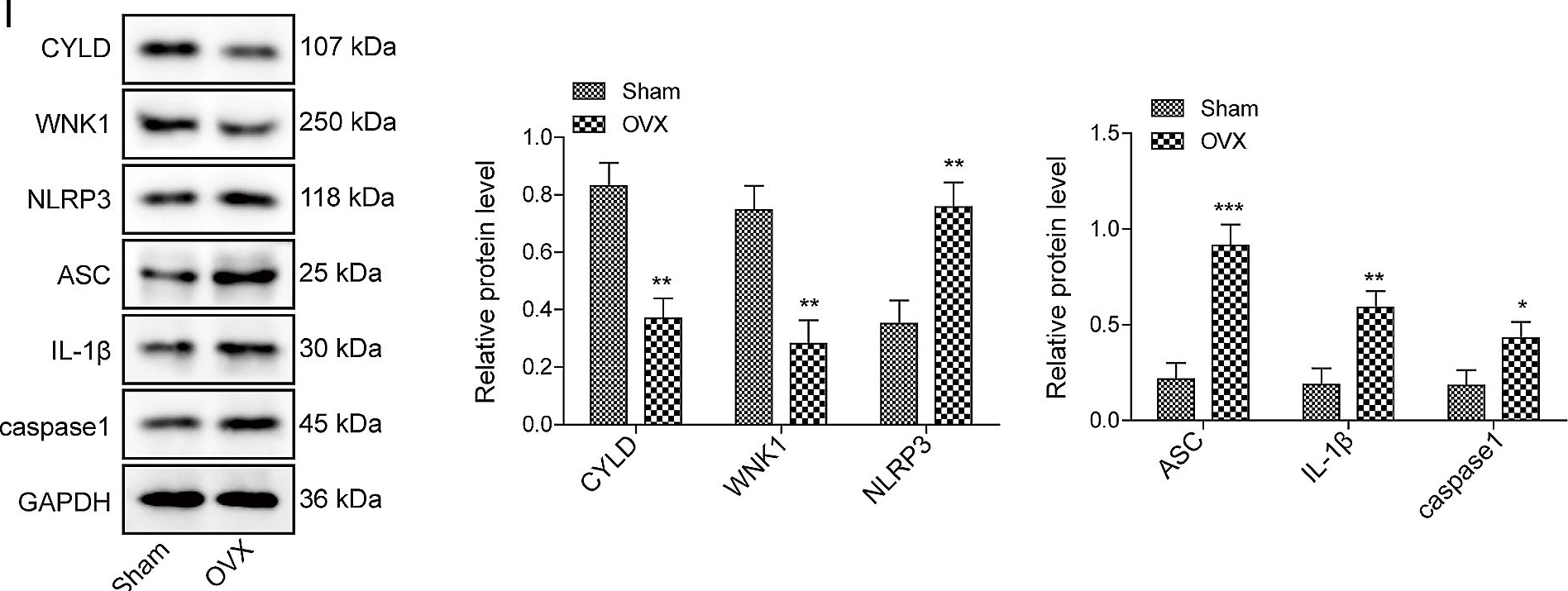 Fig.1.I showing Western Blotting in a Mus musculus (House mouse) sample from the publication: CYLD alleviates NLRP3 inflammasome-mediated pyroptosis in osteoporosis by deubiquitinating WNK1.