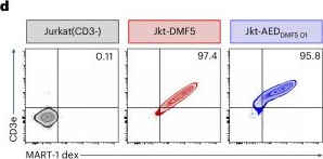 Fig.2.D showing Flow cytometry/Cell sorting in a Mus musculus (House mouse) sample from the publication: Engineered allogeneic T cells decoupling T-cell-receptor and CD3 signalling enhance the antitumour activity of bispecific antibodies.