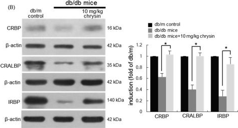 Fig.4.B showing Western Blotting in a Mus musculus (House mouse) sample from the publication: Chrysin Ameliorates Malfunction of Retinoid Visual Cycle through Blocking Activation of AGE-RAGE-ER Stress in Glucose-Stimulated Retinal Pigment Epithelial Cells and Diabetic Eyes.