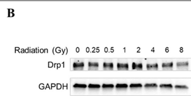Fig.7.B showing Western Blotting in a Homo sapiens (Human) sample from the publication: Dose-Dependent Effects of Radiation on Mitochondrial Morphology and Clonogenic Cell Survival in Human Microvascular Endothelial Cells.