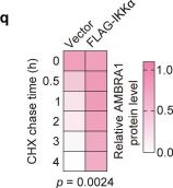 Fig.1.Q from the publication: CRL4AMBRA1-mediated progesterone receptor degradation drives progestin resistance and represents a therapeutic vulnerability in endometrial cancer.