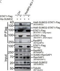 Fig.1.C showing Western Blotting in a Homo sapiens (Human) sample from the publication: RanBP2/Nup358 Mediates Sumoylation of STAT1 and Antagonizes Interferon-α-Mediated Antiviral Innate Immunity.