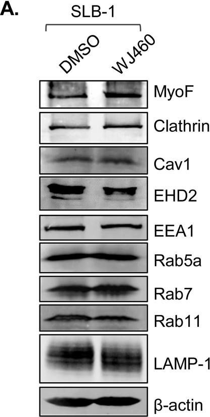 Fig.7.A showing Western Blotting in a Homo sapiens (Human) sample from the publication: HBZ upregulates myoferlin expression to facilitate HTLV-1 infection.