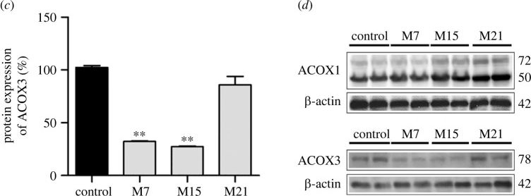 Fig.1.C showing Western Blotting from the publication: ACOX-driven peroxisomal heterogeneity and functional compartmentalization in brown adipocytes of hypothyroid rats.
