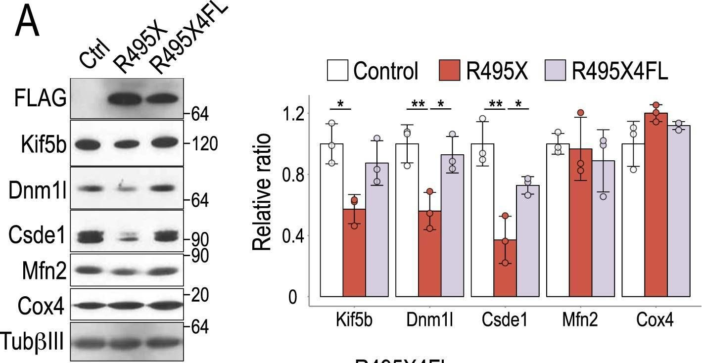 Fig.7.A showing Western Blotting from the publication: Amyotrophic Lateral Sclerosis associated FUS mutation shortens mitochondria and induces neurotoxicity.