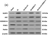 Fig.4.A showing Western Blotting in a Rattus norvegicus (Rat) sample from the publication: Therapeutic intervention with sinomenine and irisin to preserve cardiac function after ischaemia-reperfusion injury.