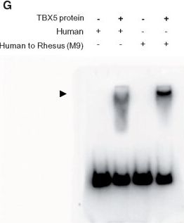 Fig.4.G showing Western Blotting from the publication: Functional and Adaptive Significance of Promoter Mutations That Affect Divergent Myocardial Expressions of TRIM72 in Primates.