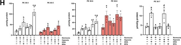 Fig.4.H from the publication: DHA and EPA exacerbate hypoxia-induced ferroptosis in gastric and small intestinal mucosa by disrupting the balance between SLC7A11 upregulation and PUFA-PL accumulation.