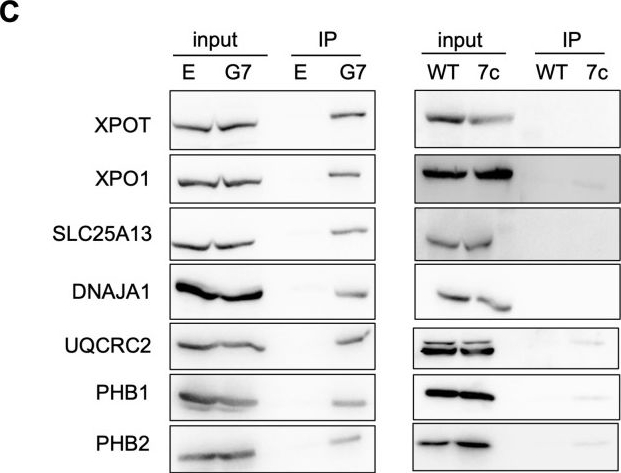 Fig.4.C showing Western Blotting from the publication: Mitochondrial damage and IL-1β production in monocytes caused by Neospora caninum infection are mediated by dense granule protein 7 and prohibitins.