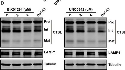 Fig.6.D showing Western Blotting in a Homo sapiens (Human) sample from the publication: UNC0638 inhibits SARS-CoV-2 entry by blocking cathepsin L maturation.