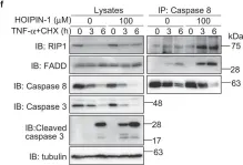 Fig.5.F showing Western Blotting in a Homo sapiens (Human) sample from the publication: Molecular bases for HOIPINs-mediated inhibition of LUBAC and innate immune responses.