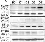 Fig.1.A showing Western Blotting from the publication: FOXO1 Couples KGF and PI-3K/AKT Signaling to NKX2.1-Regulated Differentiation of Alveolar Epithelial Cells.