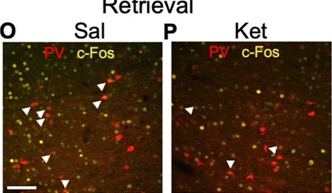 Fig.4.O showing Immunohistochemistry-immunofluorescence in a Mus musculus (House mouse) sample from the publication: Disruption of psychostimulant-associated memories by single, low dose ketamine in rats.