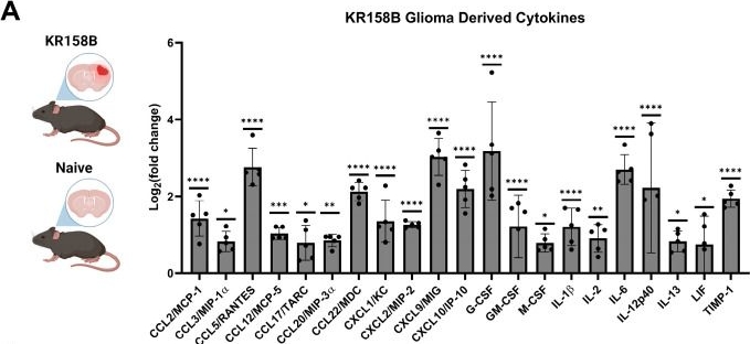 Fig.2.A from the publication: CSF1R Ligands Expressed by Murine Gliomas Promote M-MDSCs to Suppress CD8+ T Cells in a NOS-Dependent Manner.