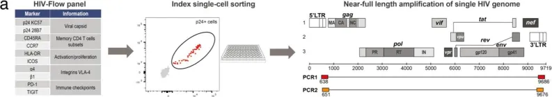 Fig.1.A showing Western Blotting from the publication: Phenotypic characterization of single CD4+ T cells harboring genetically intact and inducible HIV genomes.
