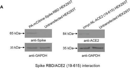 Fig.7.A showing Western Blotting in a Homo sapiens (Human) sample from the publication: AI Promoted Virtual Screening, Structure-Based Hit Optimization, and Synthesis of Novel COVID-19 S-RBD Domain Inhibitors.