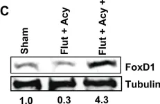 Fig.6.C showing Western Blotting in a Mus musculus (House mouse) sample from the publication: Androgen-responsive microRNAs in mouse Sertoli cells.