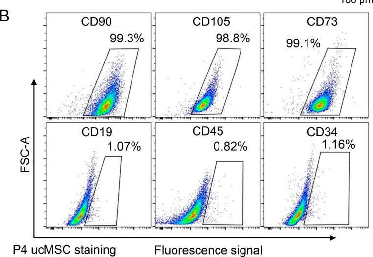 Fig.1.B showing Flow cytometry/Cell sorting in a Homo sapiens (Human) sample from the publication: Umbilical Cord Mesenchymal-Stem-Cell-Derived Exosomes Exhibit Anti-Oxidant and Antiviral Effects as Cell-Free Therapies.