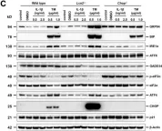 Fig.4.C showing Western Blotting in a Mus musculus (House mouse) sample from the publication: Chronic Carbon Tetrachloride Applications Induced Hepatocyte Apoptosis in Lipocalin 2 Null Mice Through Endoplasmic Reticulum Stress and Unfolded Protein Response.