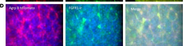 Fig.6.D showing Immunohistochemistry-immunofluorescence from the publication: The gut signals to AGRP-expressing cells of the pituitary to control glucose homeostasis.