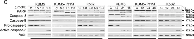Fig.4.C showing Western Blotting from the publication: Anthelmintic niclosamide suppresses transcription of BCR-ABL fusion oncogene via disabling Sp1 and induces apoptosis in imatinib-resistant CML cells harboring T315I mutant.